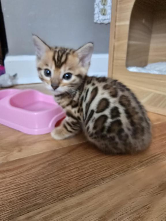 Bengal Kittens Tica Registered photo 7
