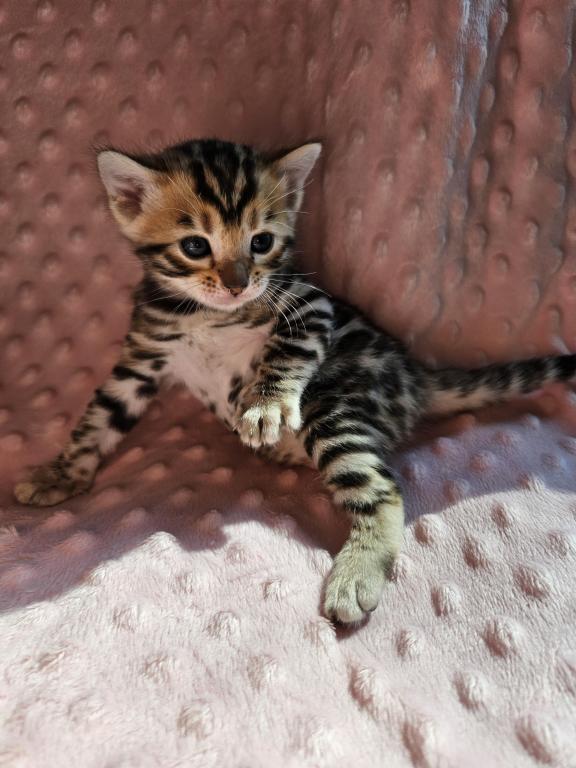 Bengal Kittens Tica Registered photo 26