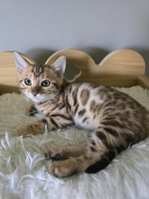 Bengal Kittens Tica Registered photo 16