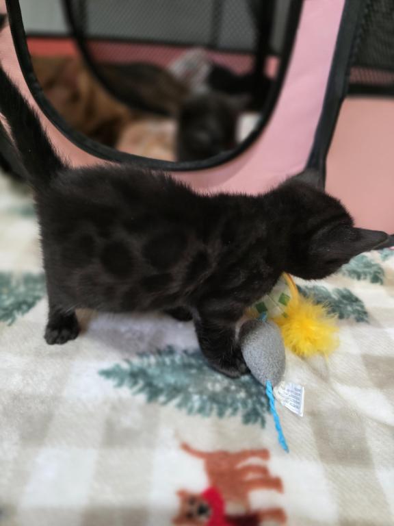 Bengal Kittens Tica Registered photo 18