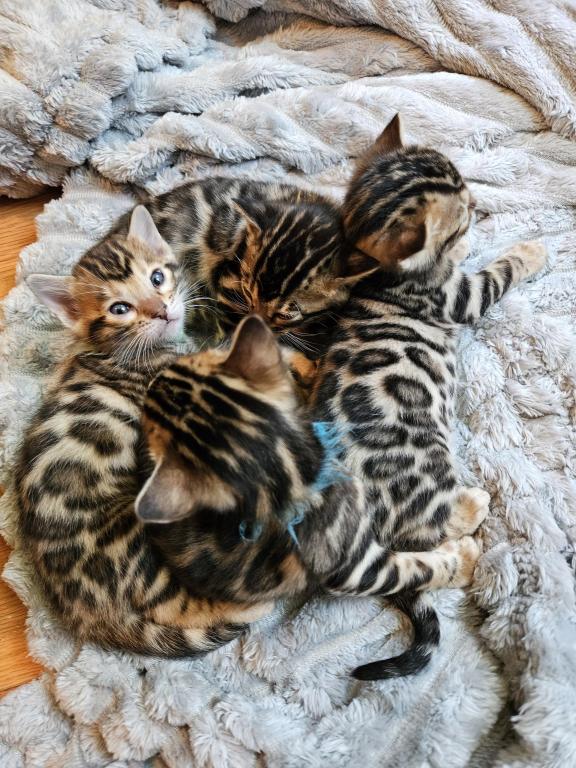 Bengal Kittens Tica Registered photo 36