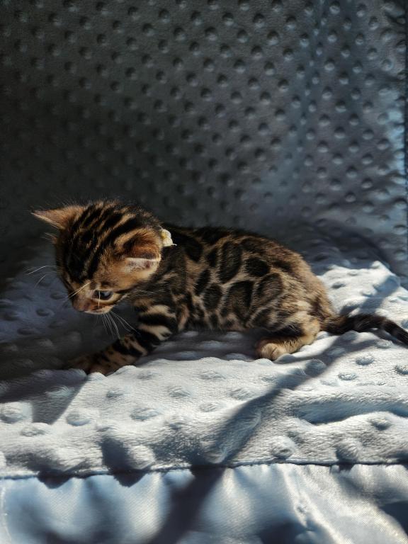 Bengal Kittens Tica Registered photo 32