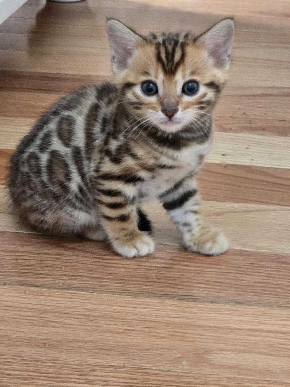Bengal Kittens Tica Registered photo 2