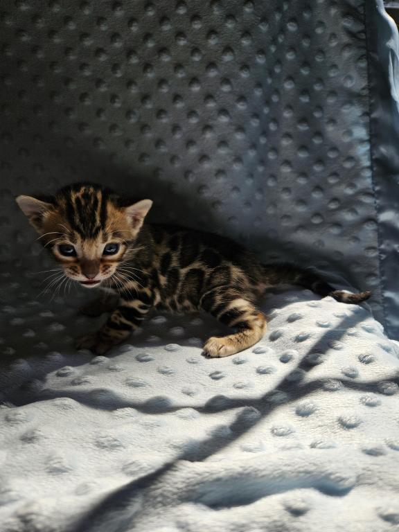 Bengal Kittens Tica Registered photo 28