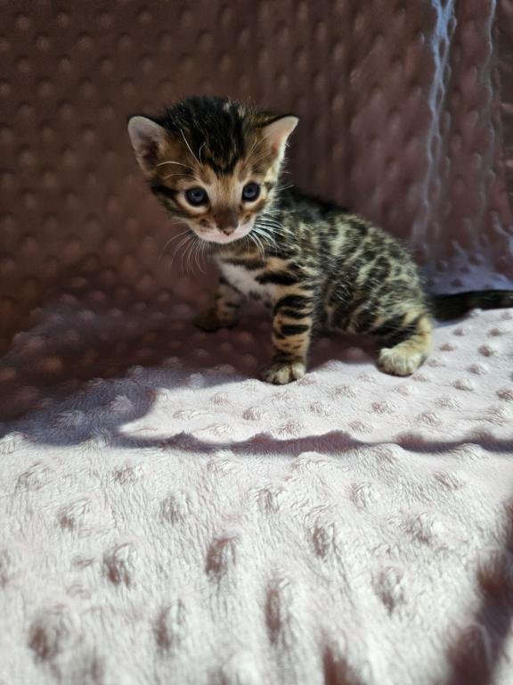 Bengal Kittens Tica Registered photo 27
