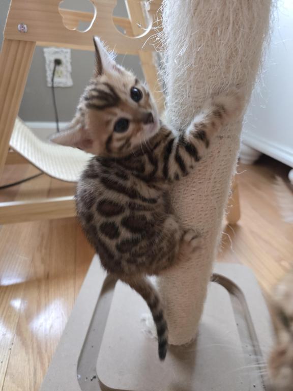 Bengal Kittens Tica Registered photo 12