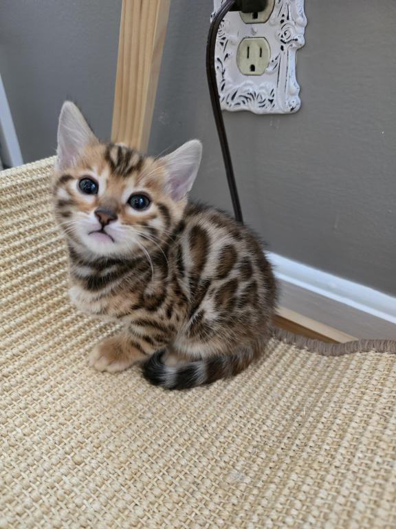 Bengal Kittens Tica Registered photo 11