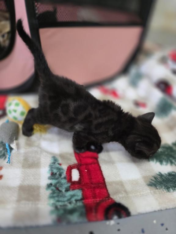 Bengal Kittens Tica Registered photo 19