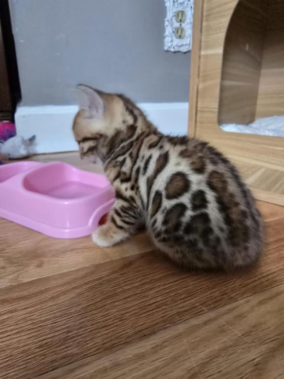Bengal Kittens Tica Registered photo 6