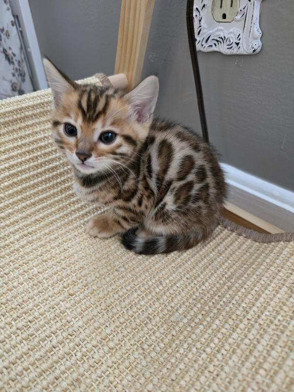Bengal Kittens Tica Registered photo 10