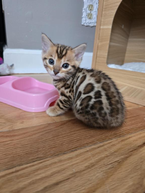 Bengal Kittens Tica Registered photo 5