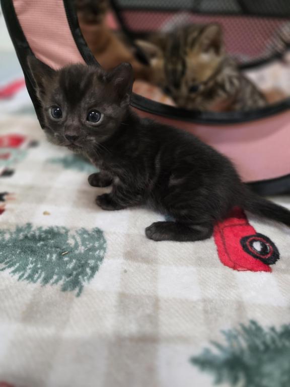Bengal Kittens Tica Registered photo 22