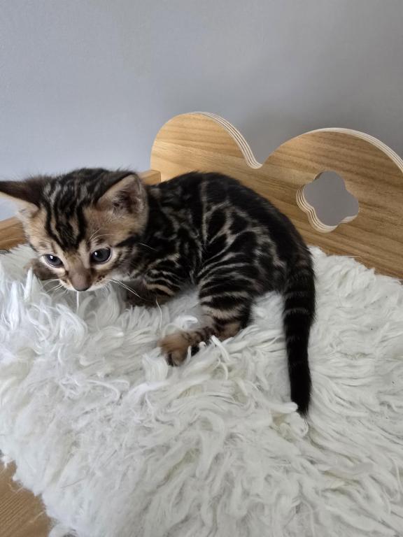 Bengal Kittens Tica Registered photo 8