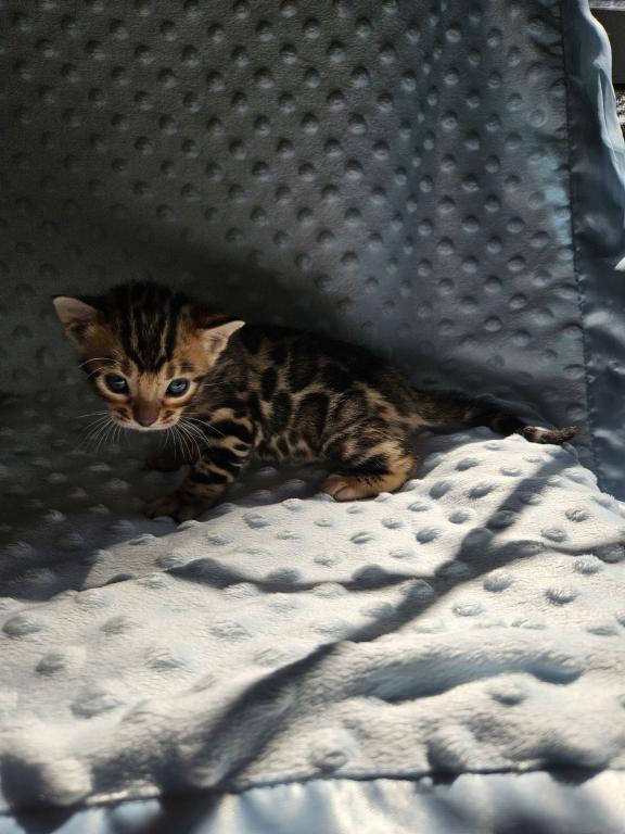 Bengal Kittens Tica Registered photo 30