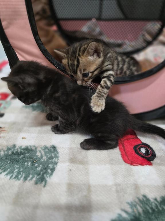 Bengal Kittens Tica Registered photo 24