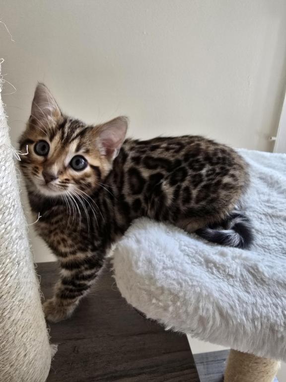 Bengal Kittens Tica Registered photo 13