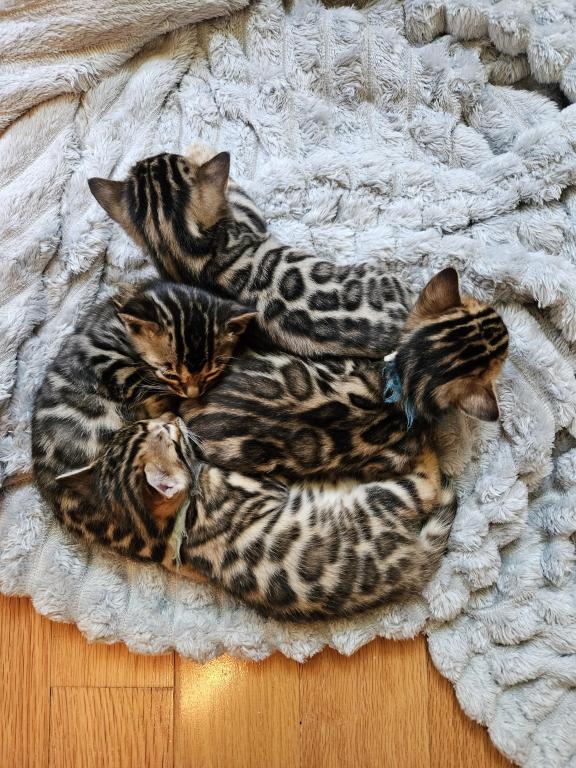 Bengal Kittens Tica Registered photo 34