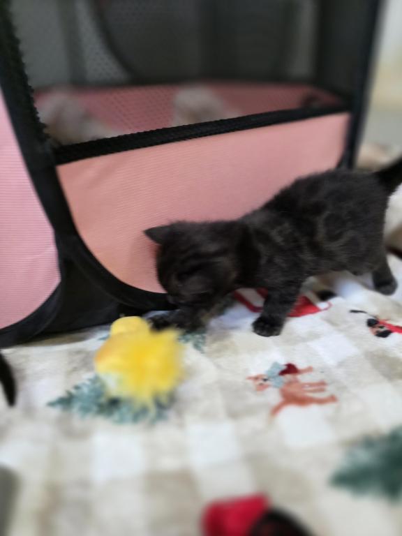 Bengal Kittens Tica Registered photo 25