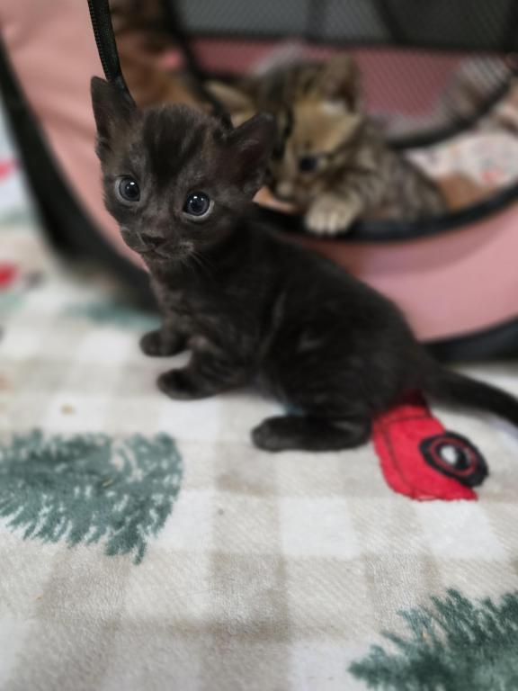 Bengal Kittens Tica Registered photo 23
