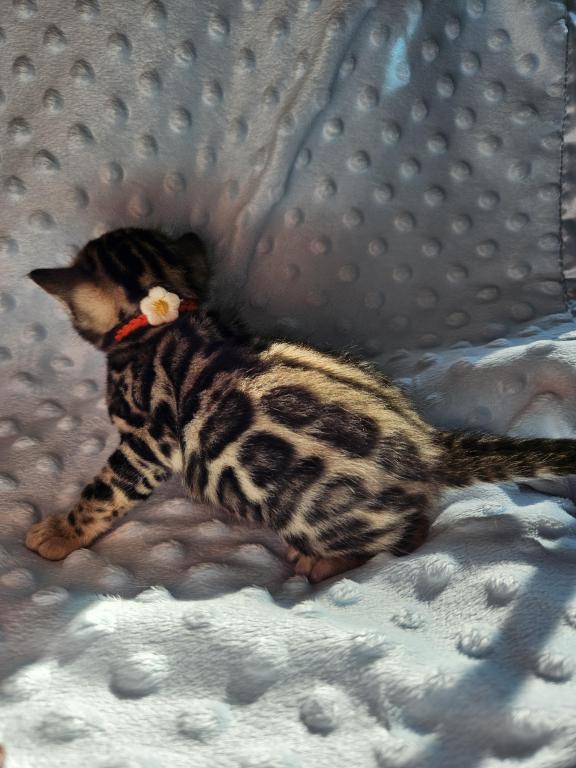 Bengal Kittens Tica Registered photo 31