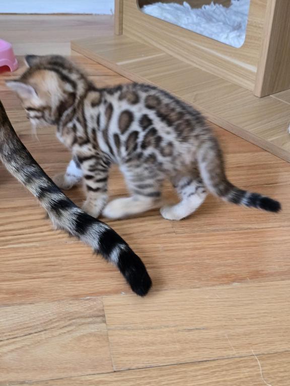 Bengal Kittens Tica Registered photo 4