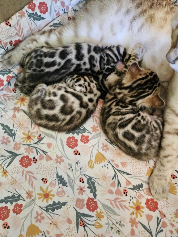 Bengal Kittens Tica Registered photo 35