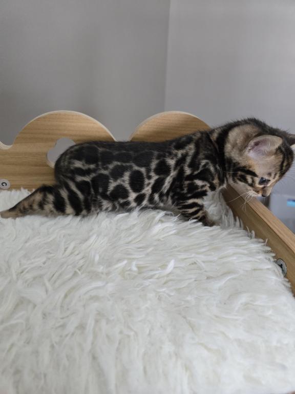 Bengal Kittens Tica Registered photo 9