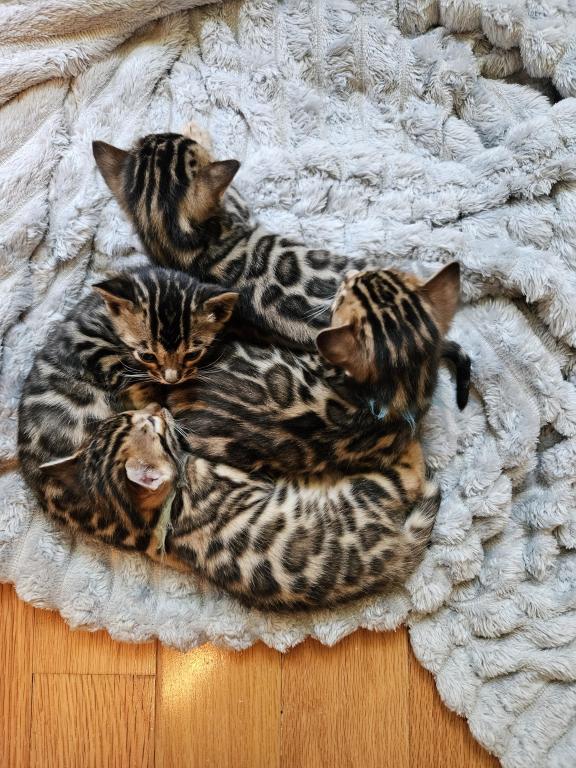Bengal Kittens Tica Registered photo 29