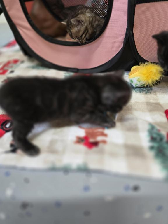Bengal Kittens Tica Registered photo 20