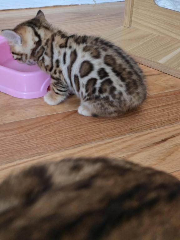Bengal Kittens Tica Registered photo 3
