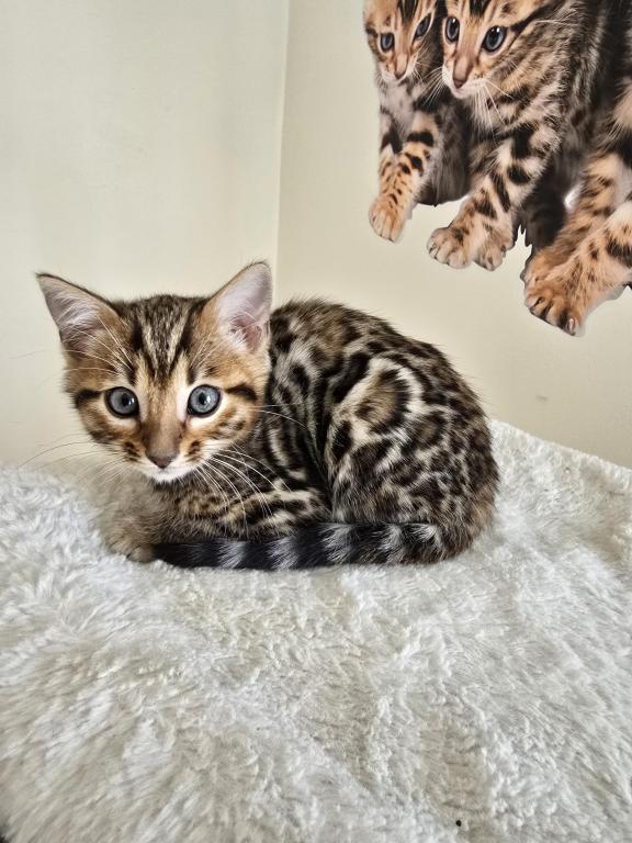 Bengal Kittens Tica Registered photo 15