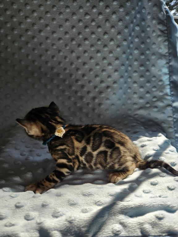 Bengal Kittens Tica Registered photo 33