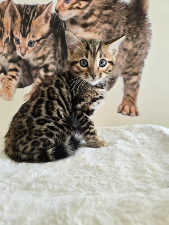 Bengal Kittens Tica Registered photo 14