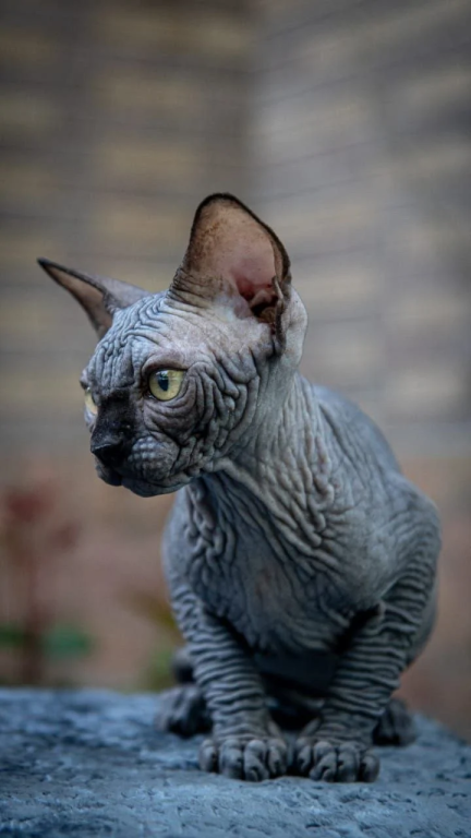 Sphynx A Winston Kitten Is In NY photo 3