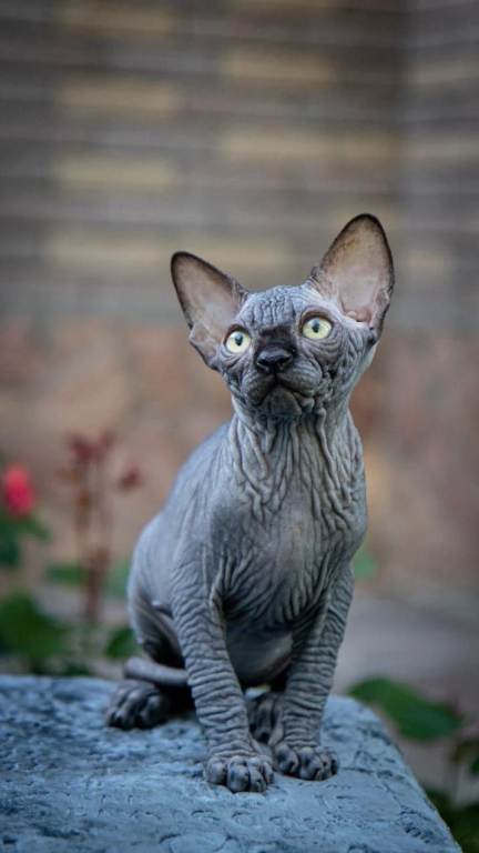 Sphynx A Winston Kitten Is In NY photo 1