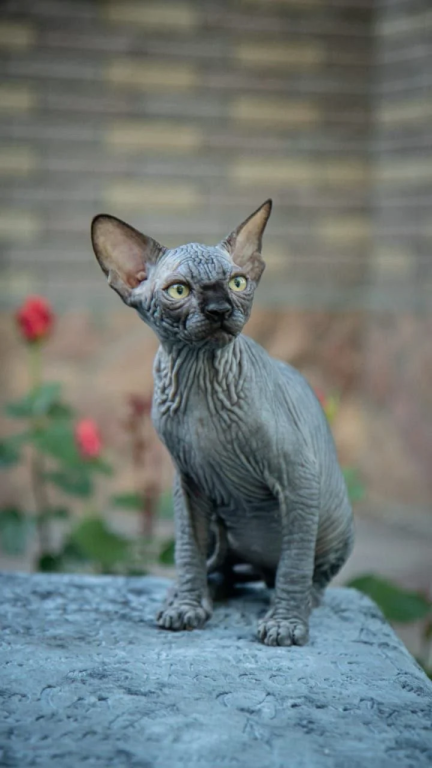Sphynx A Winston Kitten Is In NY photo 2