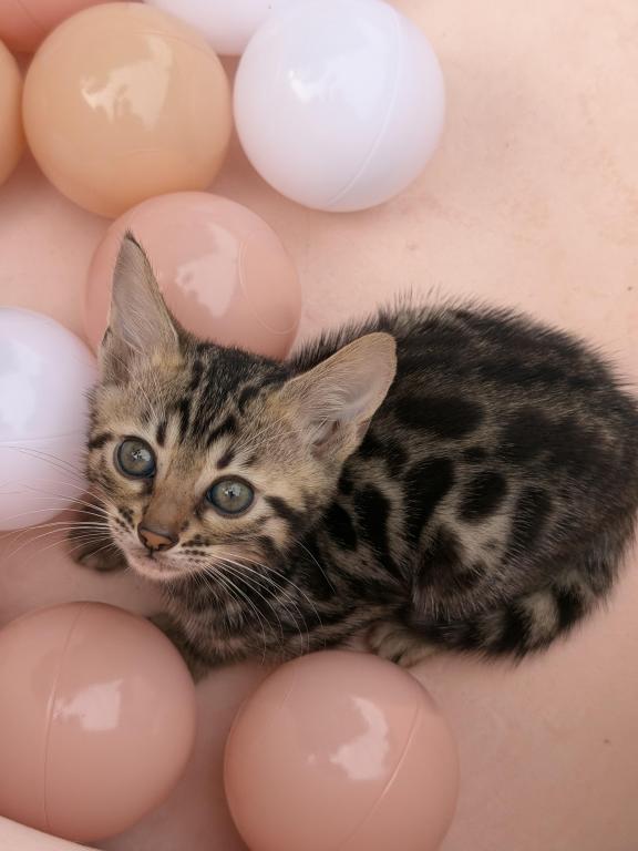 Eevee's Youngest Litter photo 1