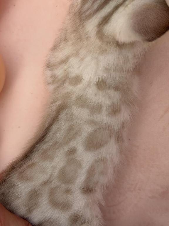 Eevee's Youngest Litter photo 2