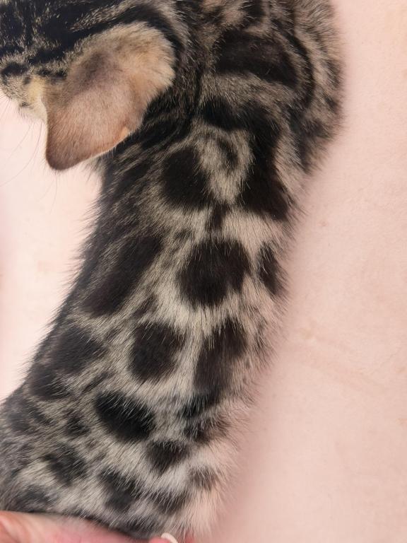 Eevee's Youngest Litter photo 3