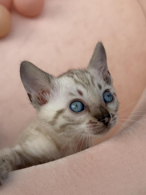 Eevee's Youngest Litter photo 4
