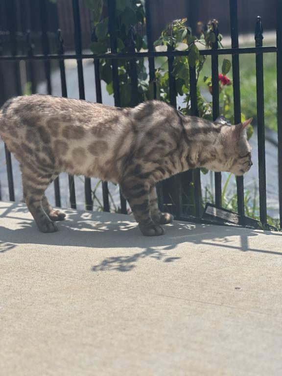 Beautiful TICA Registered Bengals photo 12