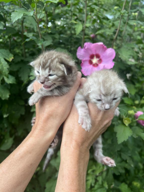 Beautiful TICA Registered Bengals photo 5