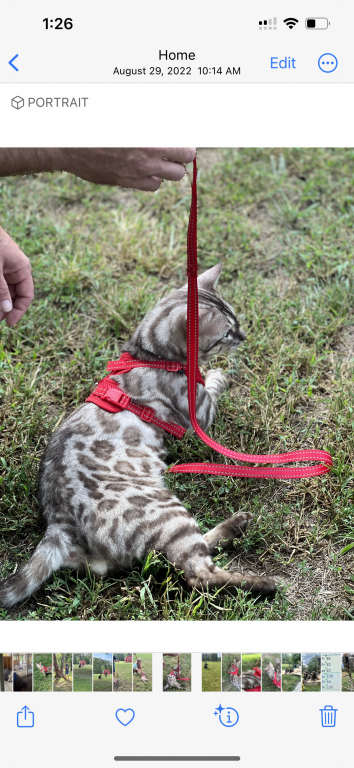 Beautiful TICA Registered Bengals photo 2