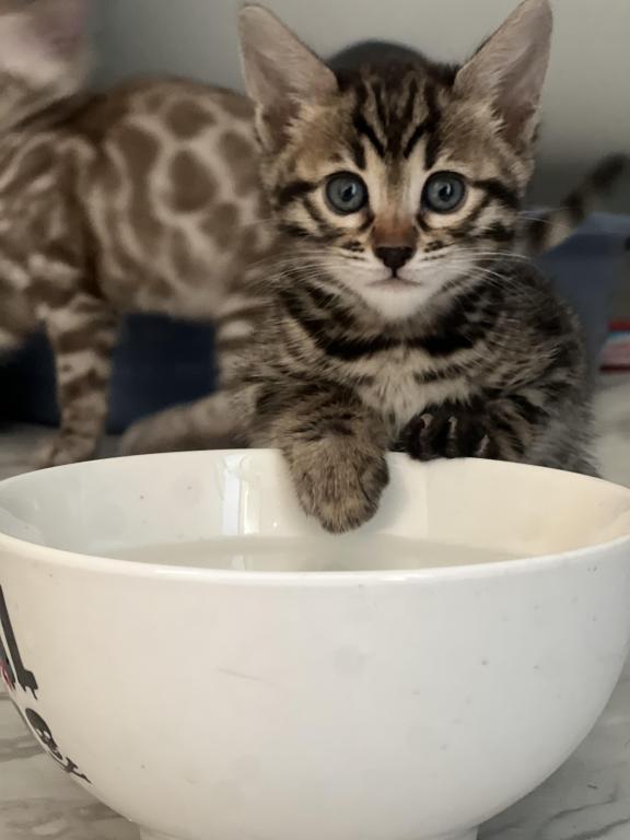 Beautiful TICA Registered Bengals photo 13