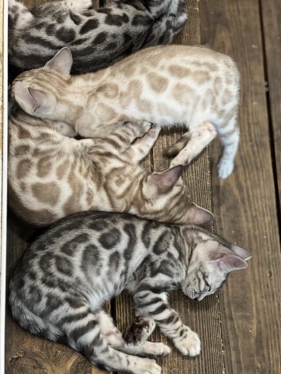 Beautiful TICA Registered Bengals photo 10