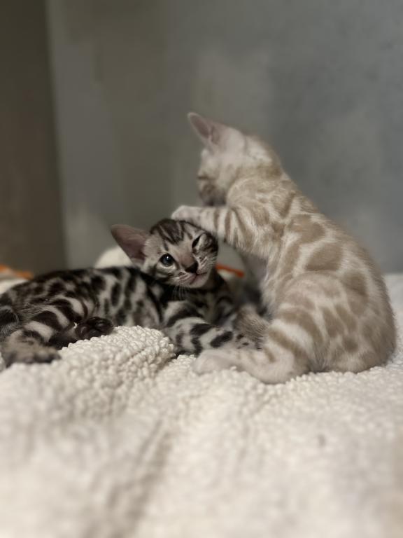 Beautiful TICA Registered Bengals photo 9