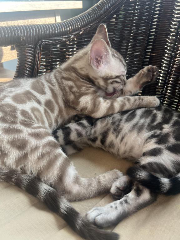 Beautiful TICA Registered Bengals photo 1