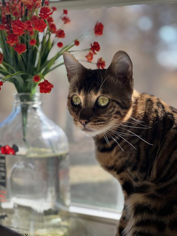 Beautiful TICA Registered Bengals photo 6