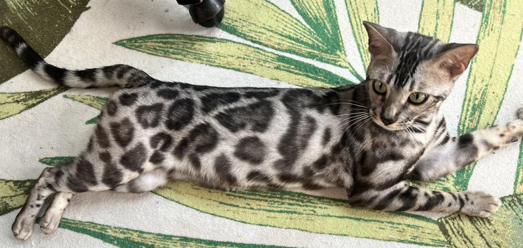 Beautiful TICA Registered Bengals photo 4