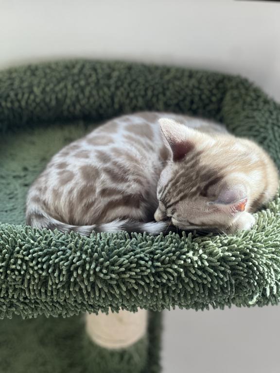 Beautiful TICA Registered Bengals photo 8